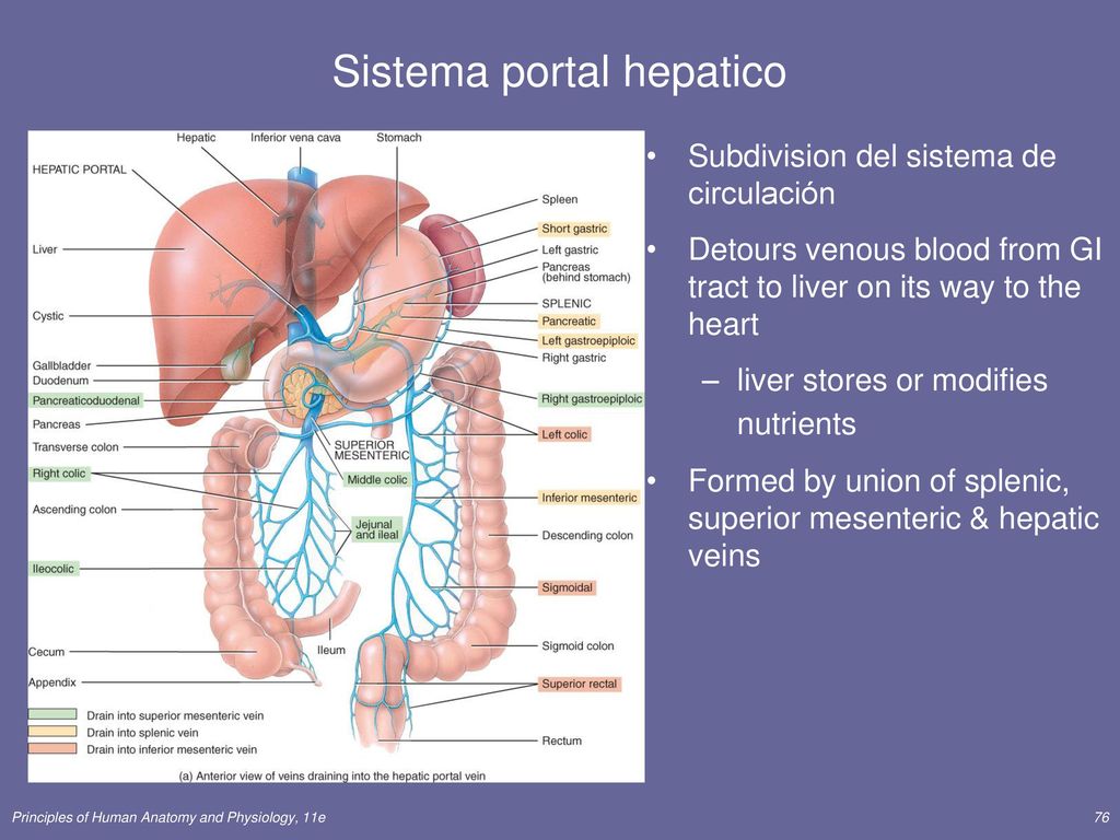 Circulación portal de la presión arterial